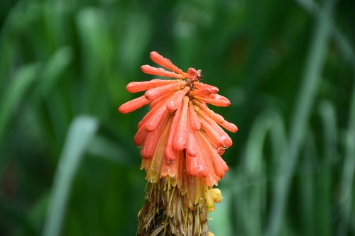 flowers  orange  green