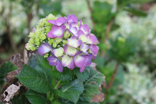 flowers  nature  plant