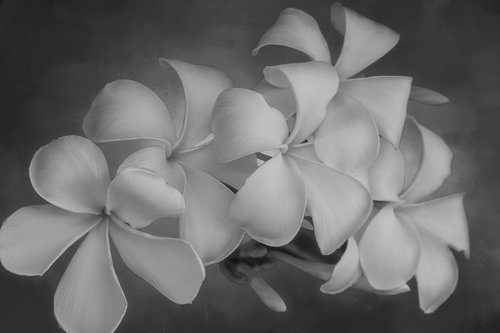 flowers  white  black