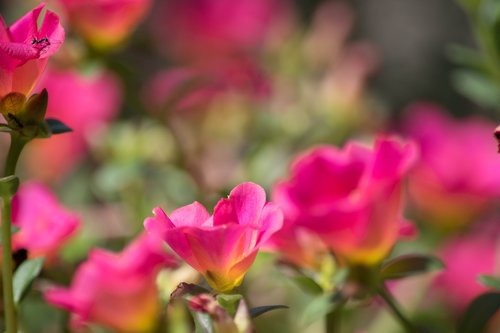 flowers  nature  light