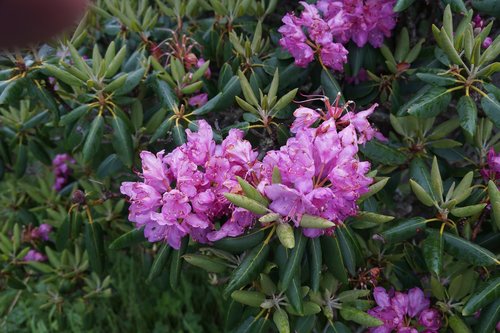 flowers  rhododendrons  spring