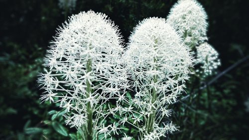 flowers  forest  nature