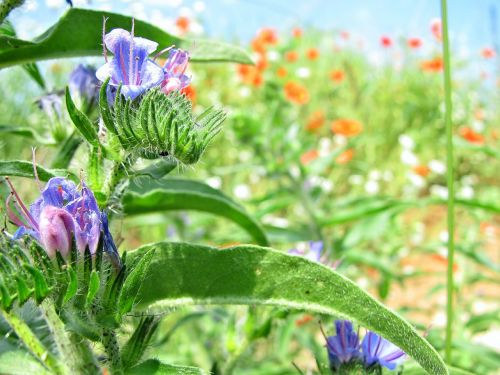 flowers meadow nature