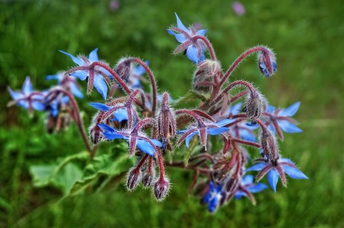 flowers  meadow  nature