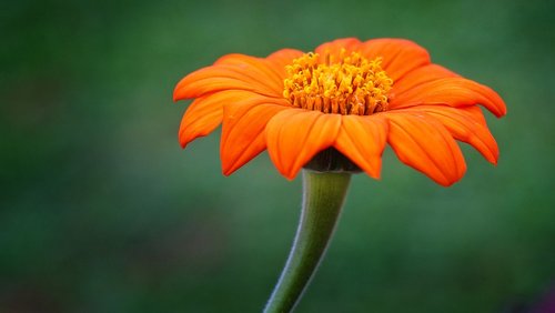 flowers  orange  blossom