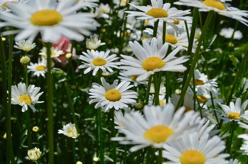 flowers  garden  nature