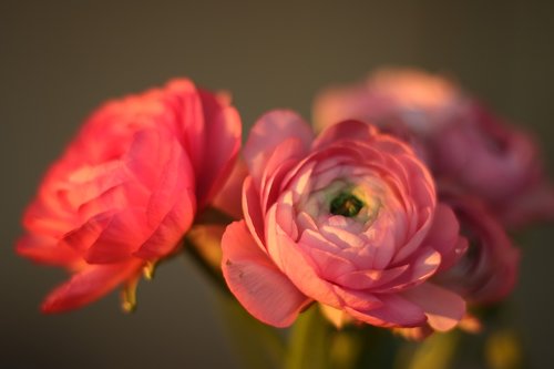 flowers  buttercups  pink