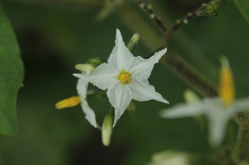 flowers  nature  plant