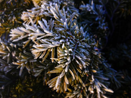 flowers  frost  foliage