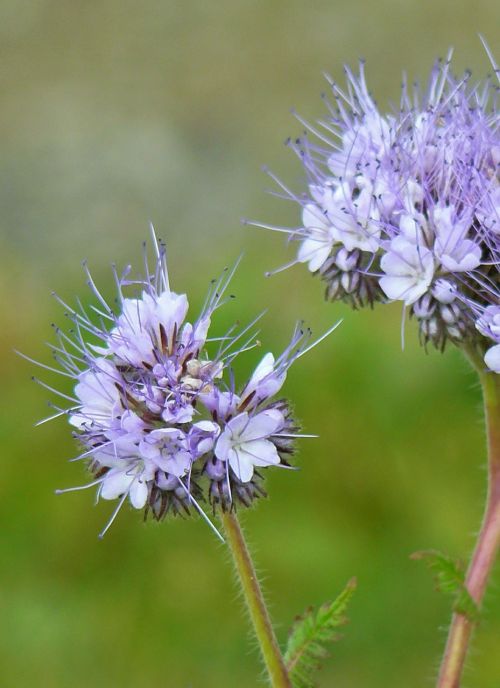 flowers pointed flower close