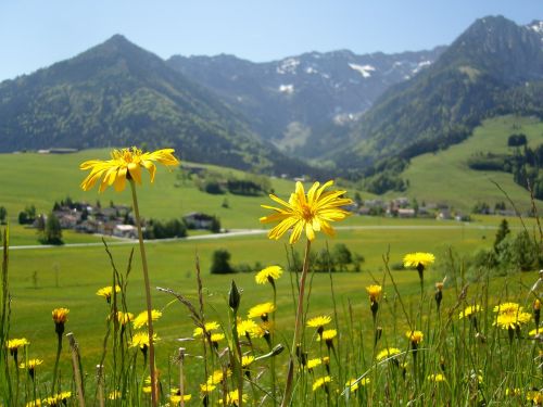 flowers landscape kaiser mountains