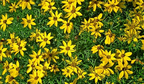 flowers  yellow  garden