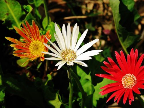 flowers orange red