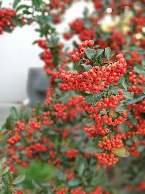 flowers  fruit  plants