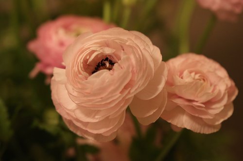 flowers  buttercups  pink