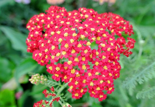 flowers  red  garden