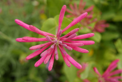 flowers  red  nature