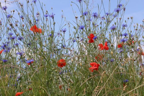 flowers  meadow  wildflowers