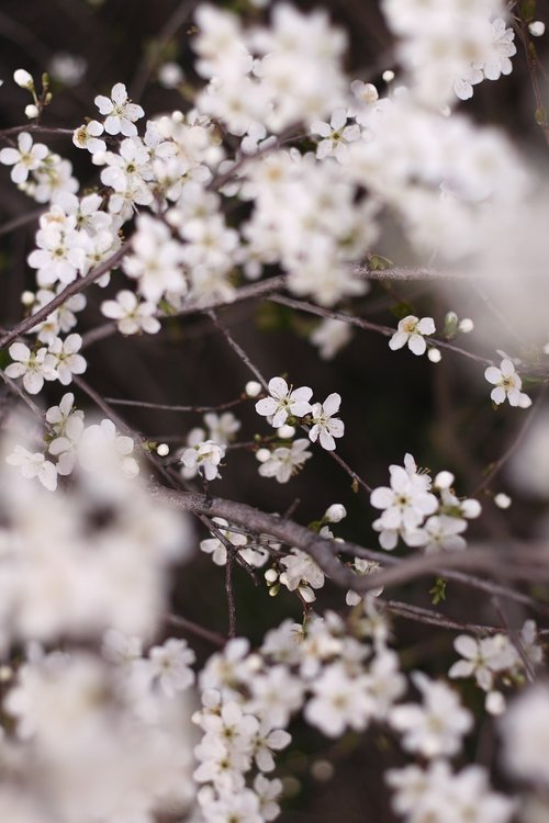 flowers  apple tree  white