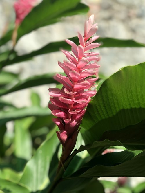 flowers  tropical  plants