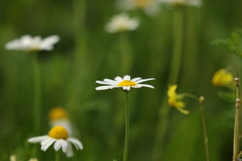 flowers  wild flowers  field