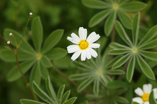 flowers  wild flowers  chamomile