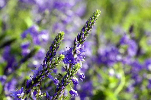flowers  lavender  violet
