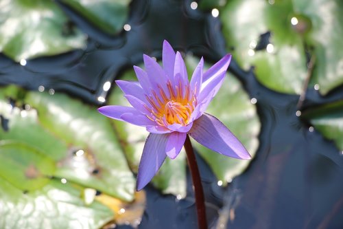 flowers  lotus  nature