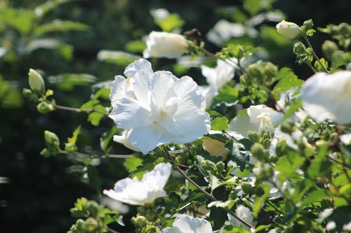 flowers  white  garden