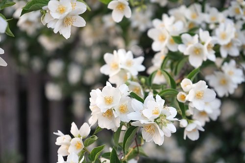 flowers  tree  spring