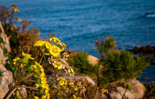 flowers  sea  nature