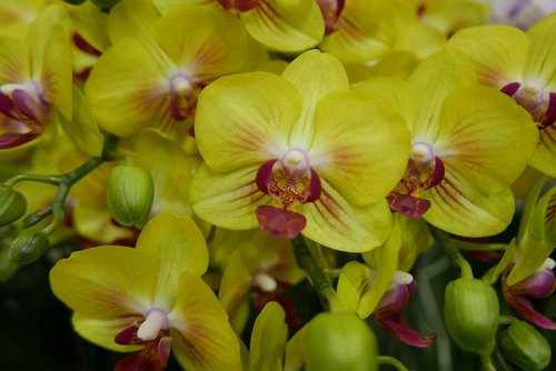 flowers  yellow flowers  yellow