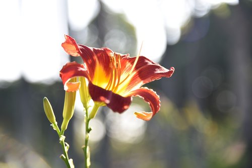 flowers  nature  flower