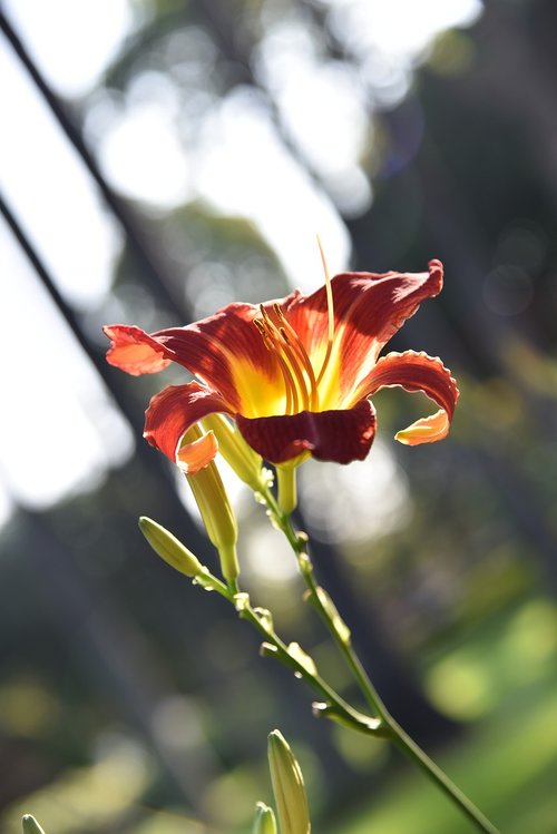 flowers  nature  flower