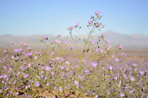 flowers  desert  lilac flower