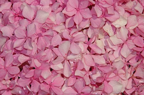 flowers  sea of flowers  pink