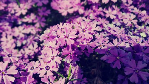 flowers  garden  plants