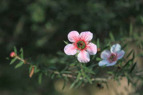 flowers  cactus  plants