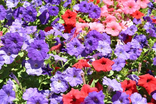 flowers  plant  garden