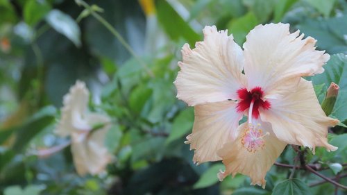 flowers  nature  blossom