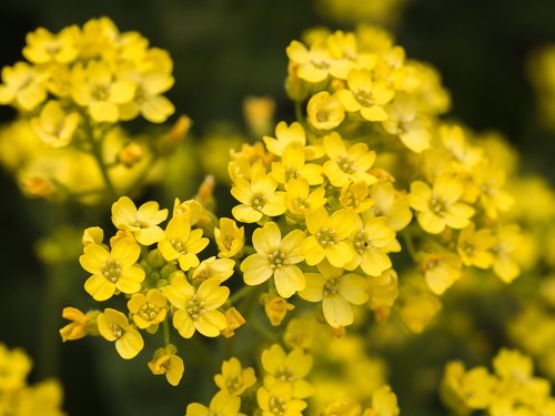 flowers  spring  yellow