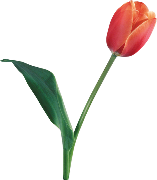 flowers  tulips  flower