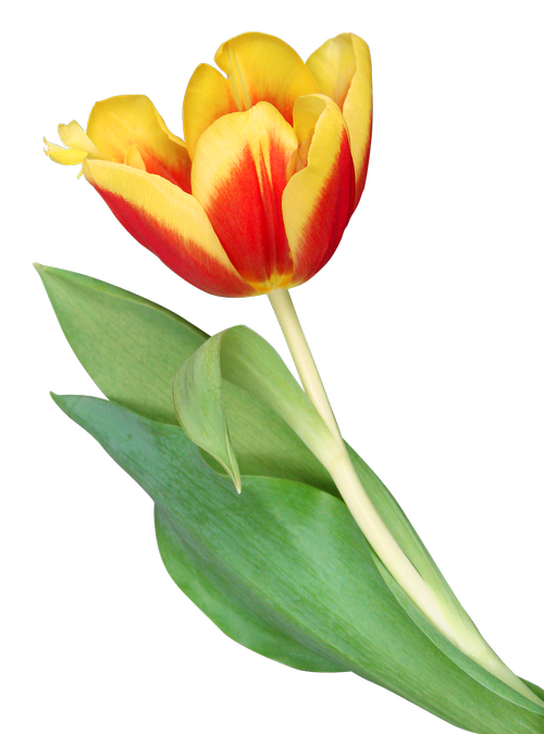 flowers  tulips  flower