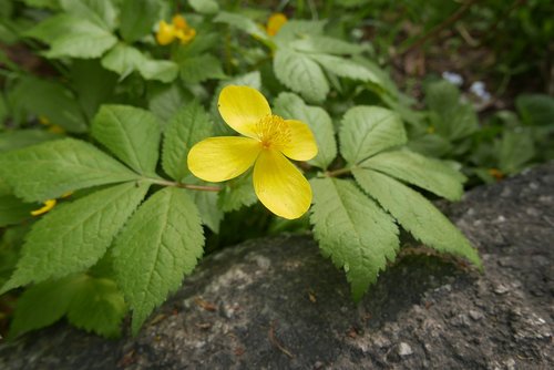 flowers  yellow flowers  yellow