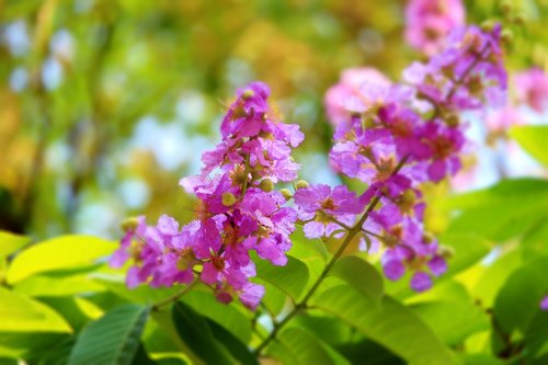 flowers  nature  yellow