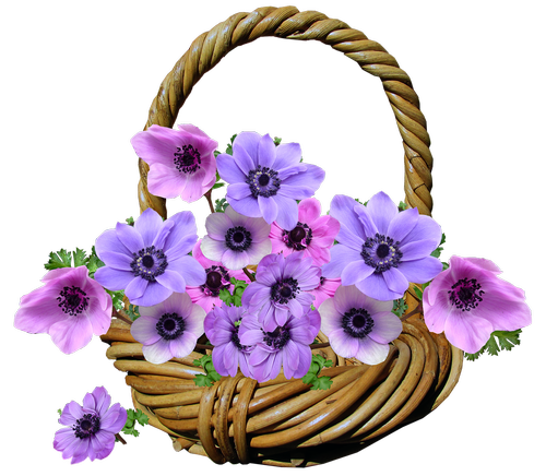 flowers  anemone  basket