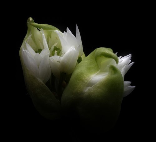 flowers  flowers on a black background  design