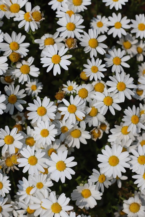 flowers  white flower  plants