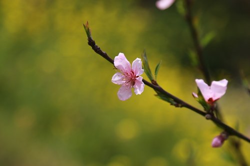 flowers  cherry tree  cherry blossom