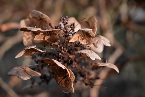 flowers  dried  plant